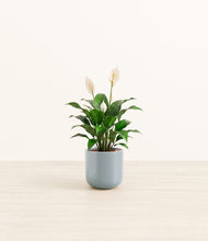 Load image into Gallery viewer, Misty Blue*****Profile
