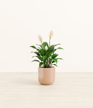Load image into Gallery viewer, Glossy Pink*****Profile
