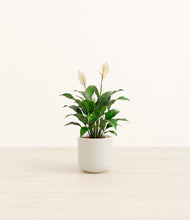 Load image into Gallery viewer, Cotton White*****Profile
