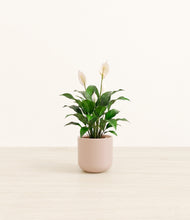 Load image into Gallery viewer, Sandy Pink*****Profile

