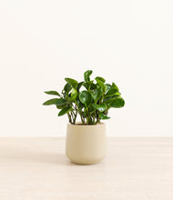 Load image into Gallery viewer, Almond Green*****Profile
