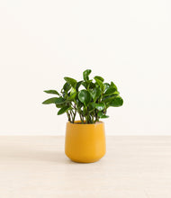 Load image into Gallery viewer, Mustard*****Profile
