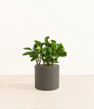 Load image into Gallery viewer, Dark Olive*****Profile
