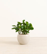 Load image into Gallery viewer, Shiny EggWhite*****Profile
