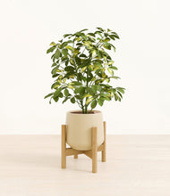 Load image into Gallery viewer, Almond Green stand:bamboo
