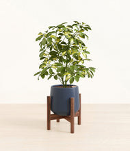 Load image into Gallery viewer, Deep Navy stand:walnut
