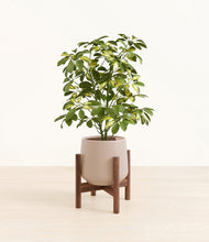 Load image into Gallery viewer, Eternal Gray stand:walnut
