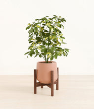 Load image into Gallery viewer, Calm Rose stand:walnut
