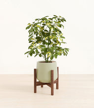 Load image into Gallery viewer, Turquoise stand:walnut

