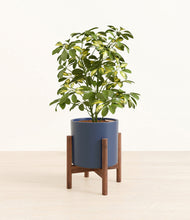 Load image into Gallery viewer, Deep Navy stand:walnut
