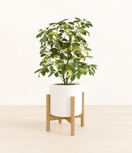 Load image into Gallery viewer, White stand:bamboo
