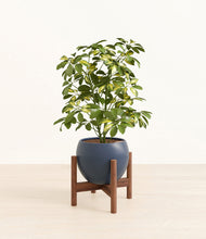 Load image into Gallery viewer, Deep Navy stand:walnut
