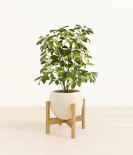 Load image into Gallery viewer, Shiny EggWhite stand:bamboo
