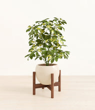 Load image into Gallery viewer, Shiny EggWhite stand:walnut
