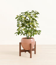 Load image into Gallery viewer, Calm Rose stand:walnut
