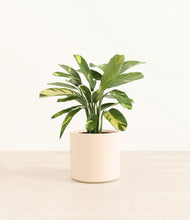 Load image into Gallery viewer, Cream*****Profile
