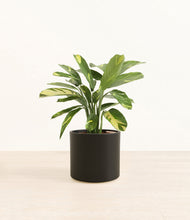 Load image into Gallery viewer, Black*****Profile
