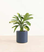 Load image into Gallery viewer, Deep Navy*****Profile
