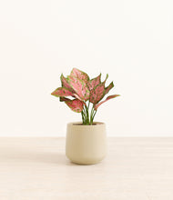 Load image into Gallery viewer, Almond Green*****Profile
