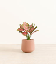 Load image into Gallery viewer, Calm Rose*****Profile
