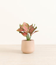 Load image into Gallery viewer, Gentle Pink*****Profile
