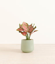 Load image into Gallery viewer, Turquoise*****Profile
