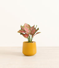 Load image into Gallery viewer, Mustard*****Profile
