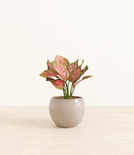 Load image into Gallery viewer, Desert Brown*****Profile
