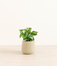 Load image into Gallery viewer, Almond Green*****Profile
