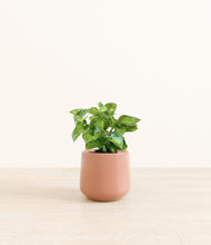 Load image into Gallery viewer, Calm Rose*****Profile
