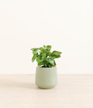 Load image into Gallery viewer, Turquoise*****Profile
