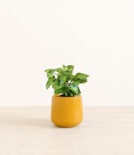 Load image into Gallery viewer, Mustard*****Profile
