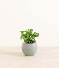 Load image into Gallery viewer, Deep Ocean*****Profile
