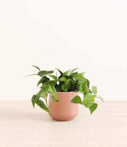 Calm Rose*****Profile