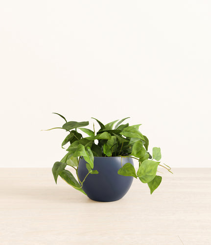 Deep Navy*****Profile