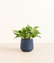 Load image into Gallery viewer, Deep Navy*****Profile
