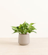 Load image into Gallery viewer, Eternal Gray*****Profile
