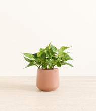 Load image into Gallery viewer, Calm Rose*****Profile
