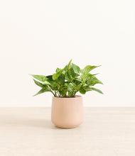 Load image into Gallery viewer, Gentle Pink*****Profile
