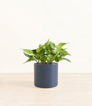 Load image into Gallery viewer, Deep Navy*****Profile
