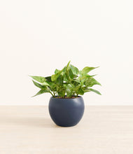 Load image into Gallery viewer, Deep Navy*****Profile
