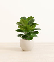 Load image into Gallery viewer, Shiny EggWhite*****Profile
