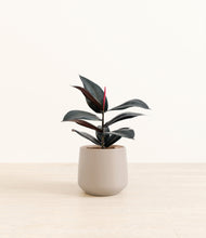 Load image into Gallery viewer, Eternal Gray*****Profile
