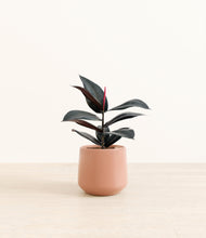 Load image into Gallery viewer, Calm Rose*****Profile
