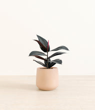 Load image into Gallery viewer, Gentle Pink*****Profile
