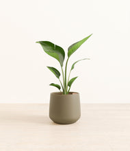 Load image into Gallery viewer, Olive*****Profile

