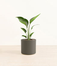 Load image into Gallery viewer, Dark Olive*****Profile
