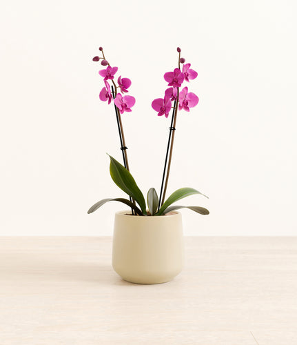 Almond Green*****Profile