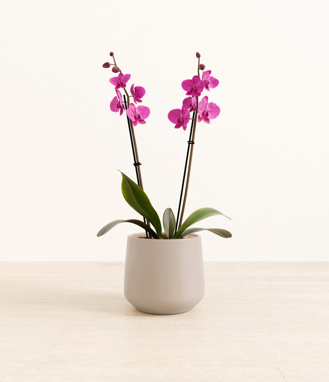 Eternal Gray*****Profile