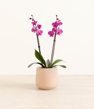 Load image into Gallery viewer, Gentle Pink*****Profile
